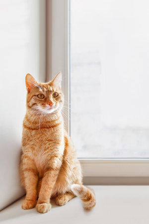 Curious ginger cat sits on window sill. Fluffy pet at home. Domestic animal on vertical banner with copy space.の写真素材