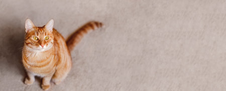 Ginger cat is sitting on beige carpet. Fluffy tabby pet looking curiously. Domestic animal on...