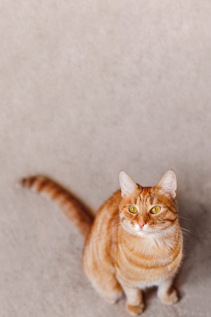 Ginger cat is sitting on beige carpet. Fluffy tabby pet looking curiously. Domestic animal on vertical background with copy space.の写真素材