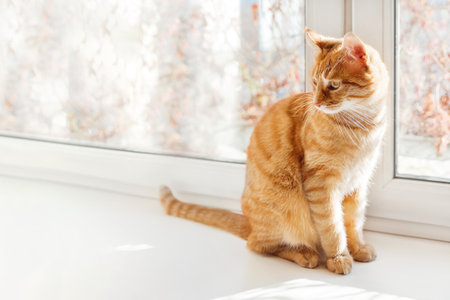Curious ginger cat sits on window sill. Fluffy pet at home. Domestic animal on horizontal banner with copy space.の写真素材