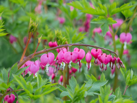 Flowering plant Lamprocapnos spectabilis, bleeding heart, fallopian buds or Asian bleeding-heart. Bright pink flowers in bloom. summer natural background.の写真素材