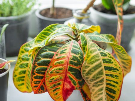 Colorful leaves of Codiaeum variegatum or fire croton. Growing flowering plants at home. Gardening on window sill as an anti stress hobby.の写真素材