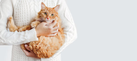 Woman in white cable-knit sweater holds ginger cat on hands. Fluffy pet with scared face expression. Light banner with copy space.の写真素材