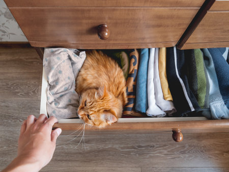 Top view on ginger cat sleeping in chest of drawers. Fluffy pet has a rest among folded clothes. Domestic animals in the bedroom.の写真素材