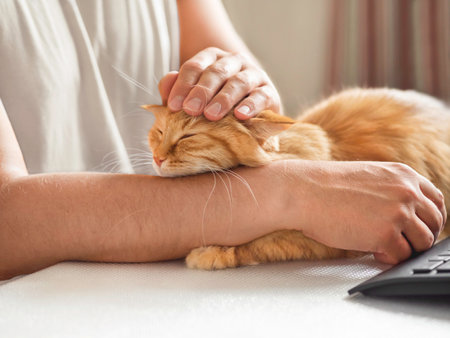 Man in yellow t-shirt strokes cute ginger cat. Sleepy fluffy pet purrs with pleasure. Domestic animal has a nap on desk in front of computer keyboard. Freelancer's workplace.の写真素材