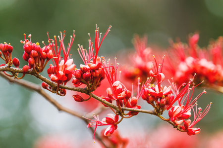 Tropical plant Barnebydendron riedelii, also known as monkey-flower tree with bright red flowers in bloom.の写真素材