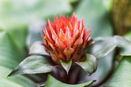Bright red flower of Aechmea. Close up of flowering plant in family Bromeliaceae.の写真素材