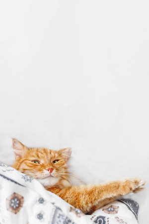 Top view on cute ginger cat lying in bed under blanket. Fluffy pet comfortably settled to sleep. Cozy home background with funny pet and copy space.の写真素材