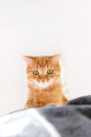 Cute ginger cat with funny expression on face. Fluffy pet with surprised emotion is playing in bed witn duvet. Cozy home lit with sunlight.の写真素材
