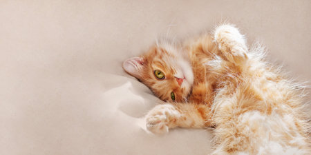 Cute ginger cat is sleeping on duvet in bed. Fluffy pet with curious funny face. Beige background with copy space.の写真素材