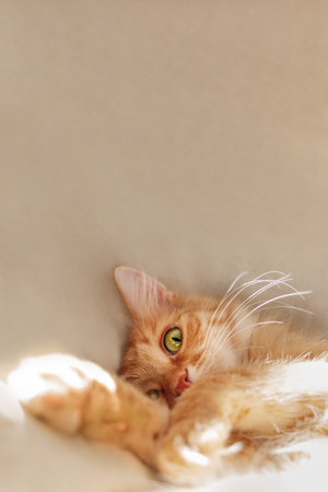 Cute ginger cat is sleeping on beige duvet in bed. Fluffy pet with curious funny face. Vertical banner with copy space.の写真素材