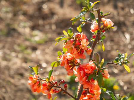 Blooming Chaenomeles japonica, known as either Japanese quince or Maule's quince. Bright red flowers in spring sunny day.の写真素材