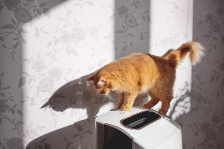 Curious ginger cat on air cleaner. Fluffy pet looks curiously on air purifier, which is removing dust from home. Household equipment.の写真素材