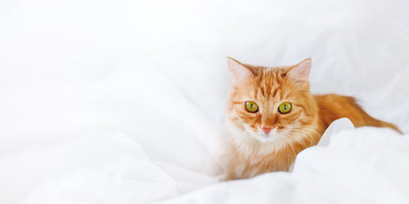Cute ginger cat with funny expression on face lies in bed. Fluffy pet lies with comfort on white linen. White background with copy space.の写真素材