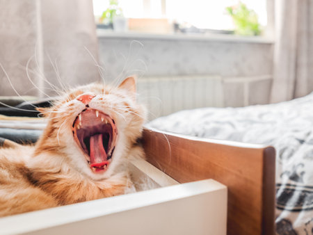Ginger cat is yawning in chest of drawers. Fluffy pet sleeps among folded clothes. Domestic animals in the bedroom.の写真素材