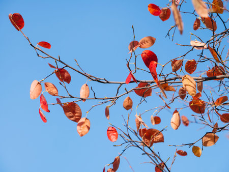 Bright red tree leaves on blue sky background. Colorful foliage at sunny autumn day. fall season.