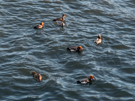 Flock of red-crested pochards or Netta rufina. Few large diving duck at water.の写真素材