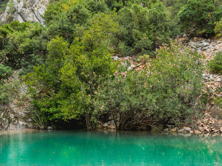 Nerium oleander and trees in turquoise water of river in Goynuk Canyon. Mountain slopes in Beydaglari Coastal National Park. Turkey.の写真素材
