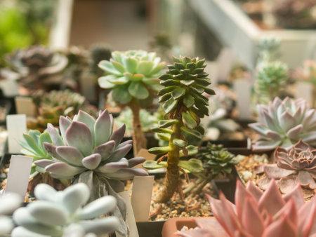 Collection of different Echeveria plants. Botany at home - growing succulent evergreen flowering plants as an anti stress hobby. Peaceful leisure.の写真素材