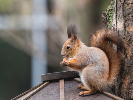 Squirrel sits on wooden feeder in park and eats hazelnuts. Fluffy rodent eats more before cold winter season. Autumn day in forest.の写真素材