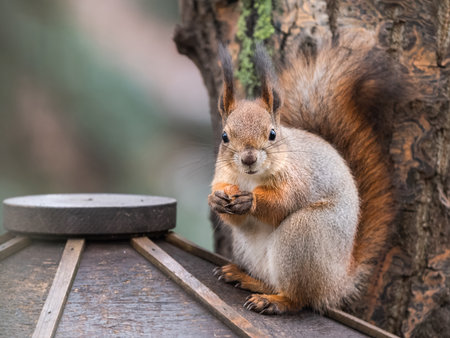 Squirrel sits on wooden feeder in park and eats hazelnuts. Fluffy rodent eats more before cold winter season. Autumn day in forest.の写真素材