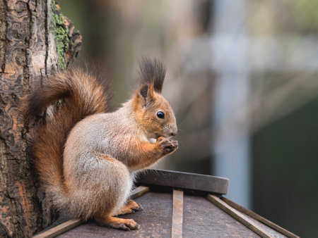 Squirrel sits on wooden feeder in park and eats hazelnuts. Fluffy rodent eats more before cold winter season. Autumn day in forest.の写真素材