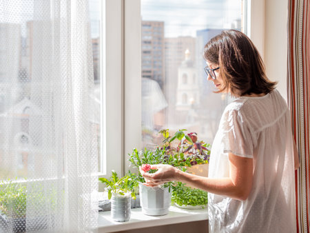 Woman is watering houseplants and microgreens on windowsill. Growing edible organic basil, arugula, microgreen of cabbage for healthy nutrition. gardening at home.の写真素材