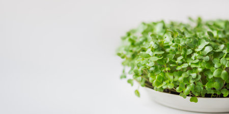 Horizontal banner with micro greens and copy space. Growing micro plants at home for health or vegan nutrition. Seed germinating at home.の写真素材