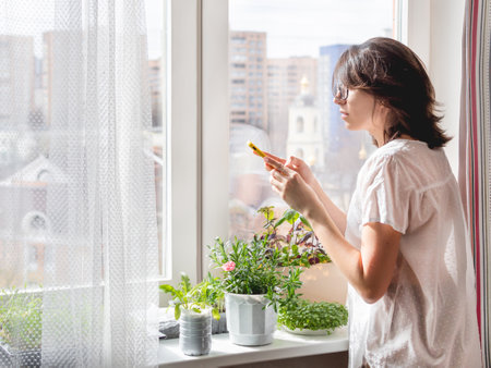 Woman is taking photos of basil seedlings and microgreens on windowsill. Growing edible organic plants for healthy nutrition. gardening at home.の写真素材