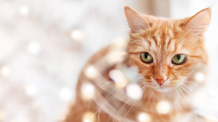 Cute ginger cat looks through tinsel with light bulbs. Shiny decorations for New Year or Christmas...