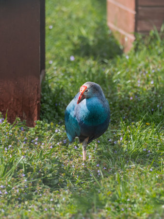 Full-length portrait of gray-headed swamphen or Porphyrio poliocephalus standing in grass. Colorful bird outdoors.の写真素材