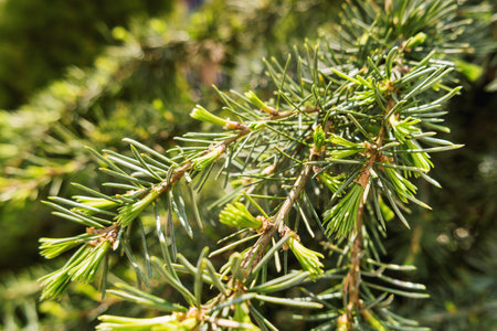 New needles on branches of Larch tree. Spring natural background with coniferous tree.の写真素材