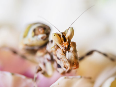 Macro photo of tiny mantis sitting on petals of orchid flower. Small insect on flowering plant.の写真素材