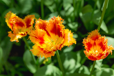 Three terry tulips in shade of red and yellow at sunlight. Beautiful flowers in bloom among green leaves grow in garden. Floriculture and gardening at warm season.の写真素材