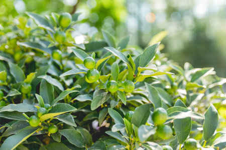 Fortunella japonica or cumquat. Natural background with cumquat fruits in thick green foliage at sunlight. Growing fruits at garden. agriculture.の写真素材