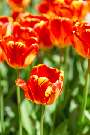 Colorful tulips in shade of red and yellow at sunlight. Beautiful flowers in bloom among green leaves grow in garden. Floriculture and gardening at warm season.の写真素材