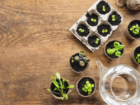 Top view on basil seedlings in biodegradable pots. Copy space on wooden table. Plant germination. Glass watering can and egg carton reused for horticulture needs.の写真素材