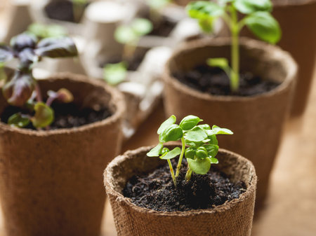 Basil seedlings in peat pots on wooden table. Plant germination. agriculture at spring season. Horticulture at greenhouse.の写真素材