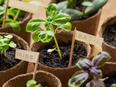 Basil and mint seedlings in biodegradable pots on wooden table. Germination plants in pest pots. Preparation for horticultural season. agriculture at spring.の写真素材