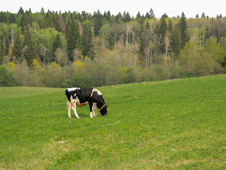 Spotted black and white bull is grazing on meadow with green grass. Rural landscape with mammal. Cattle husbandry and dairy farming at countryside.の写真素材