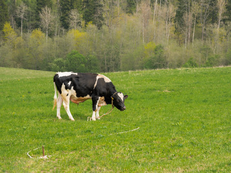 Spotted black and white bull is grazing on meadow with green grass. Rural landscape with mammal. Cattle husbandry and dairy farming at countryside.の写真素材
