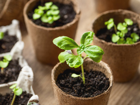 Basil seedlings in biodegradable pots on wooden table. Green plants in pest pots. Prepare small plants for horticultural spring season.の写真素材
