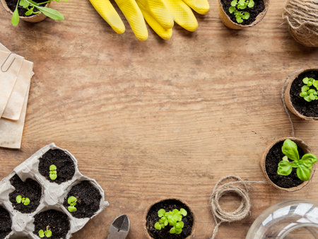 Basil seedlings in peat pots and yellow rubber gloves. Top view on green plants and agricultural tools. Copy space on wooden table.の写真素材