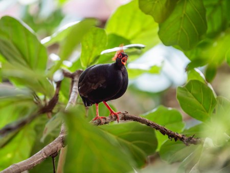 Full-length portrait of Crested partridge or Rollulus rouloul. Bird also known as roul-roul, red-crowned wood partridge, green wood quail.の写真素材