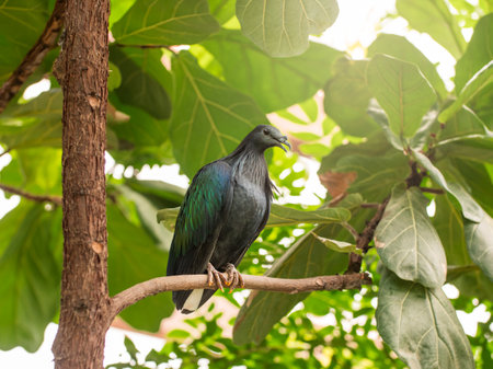 Full-length portrait of Nicobar pigeon or Caloenas nicobarica. Colorful bluish-grey pigeon with upper neck plumage is perching on tree branch.の写真素材