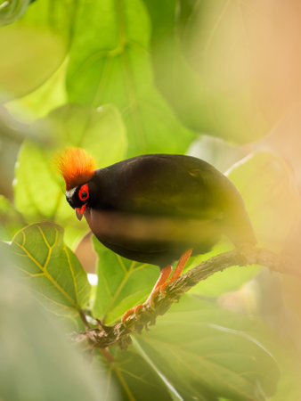 Full-length portrait of Crested partridge or Rollulus rouloul. Bird also known as roul-roul, red-crowned wood partridge, green wood quail.の写真素材