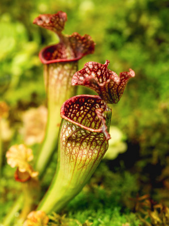 Sarracenia, commonly called trumpet pitcher. Colorful carnivorous pitcher plant.の写真素材