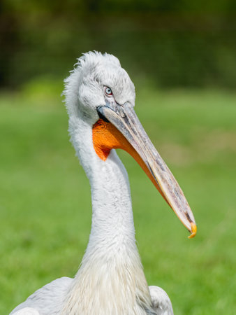 Close up portrait of Dalmatian pelican or Pelecanus crispus. Big white bird is standing on grass. summer sunshine.の写真素材