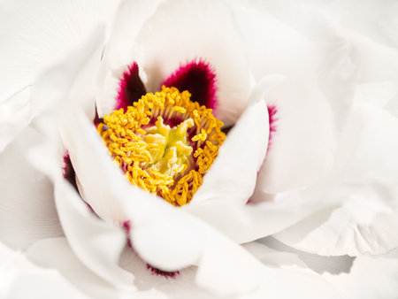 White petals and yellow stamens of blossoming peony. Macro photo of white flower in bloom. spring season in garden.の写真素材