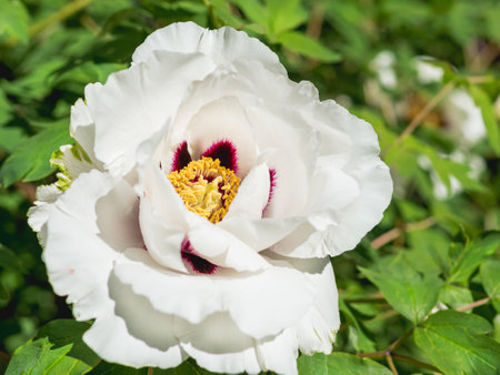 White petals and yellow stamens of blossoming peony. Macro photo of white flower in bloom. spring season in garden.の写真素材